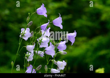 Pfirsichblättrige Glockenblume, Campanula persicifolia, Stockfoto