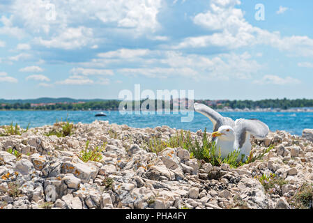 Möwe am Strand in Istrien Stockfoto