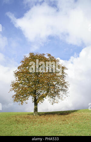 Kastanie im Herbst, Schwäbisch Hall, Deutschland Stockfoto