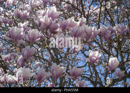 Magnolia in voller Blüte, Schwäbisch Hall, Deutschland Stockfoto