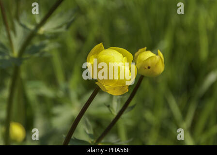 Globe-Flower blühen in den Sumpf, Baden-Württemberg, Deutschland Stockfoto