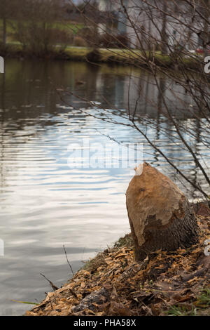 Baum durch ein Biber - Spuren von einem Nagetier zerrissen Stockfoto