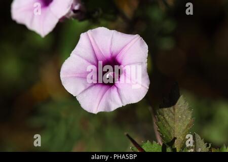 Blume des morning glory Ipomoea jaegeri in Afrika. Stockfoto