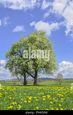 Das Erwachen des Frühlings in der Nähe Bibersfeld, Deutschland Stockfoto