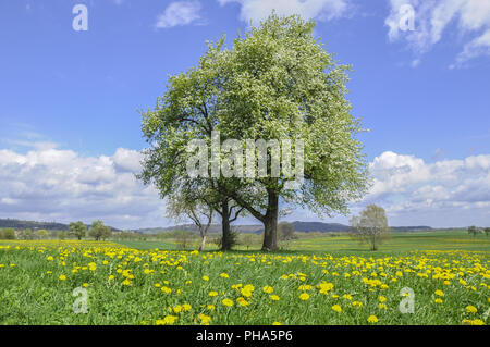 Das Erwachen des Frühlings in der Nähe Bibersfeld, Deutschland Stockfoto