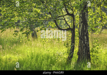 Geschützte Landschaft in der Nähe Waldenburg namens Entlesboden, Deutschland Stockfoto