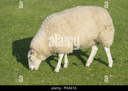 Schafe auf dem Deich Stockfoto