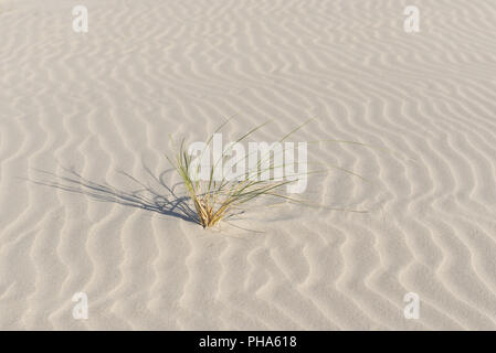 Marram Gras auf einer fein gewellte Strand Stockfoto