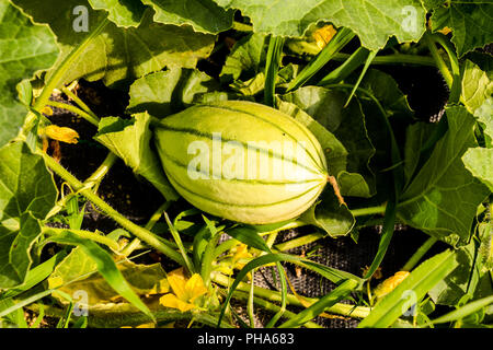 Melone Pflanze in einem Gemüsegarten Stockfoto