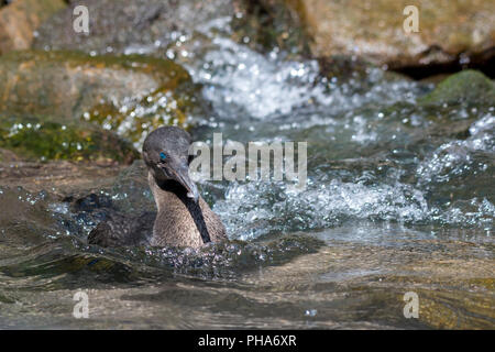 Erwachsenen flugunfähige Kormorane (Phalacrocorax Harrisi) oder Galapagos Kormoran schwimmen auf der Wasseroberfläche in der Nähe von das felsige Ufer der Galapagos Inseln. Stockfoto