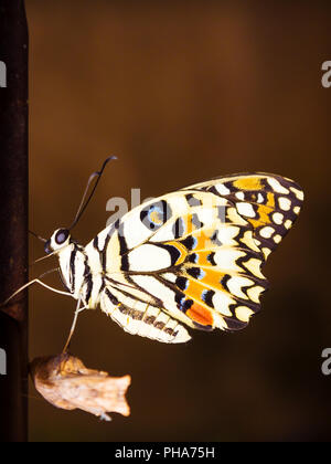 Neue Schmetterling hängt sich nach dem Ausscheiden aus seinem Kokon am Ende ihre Verwandlung von der Raupe. Stockfoto