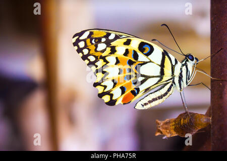 Neue Schmetterling hängt sich nach dem Ausscheiden aus seinem Kokon am Ende ihre Verwandlung von der Raupe. Stockfoto