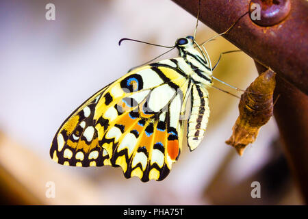 Neue Schmetterling hängt sich nach dem Ausscheiden aus seinem Kokon am Ende ihre Verwandlung von der Raupe. Stockfoto