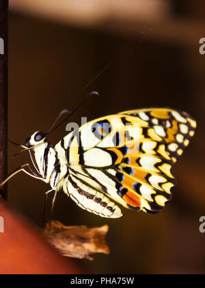 Neue Schmetterling hängt sich nach dem Ausscheiden aus seinem Kokon am Ende ihre Verwandlung von der Raupe. Stockfoto