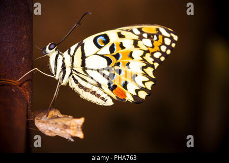 Neue Schmetterling hängt sich nach dem Ausscheiden aus seinem Kokon am Ende ihre Verwandlung von der Raupe. Stockfoto