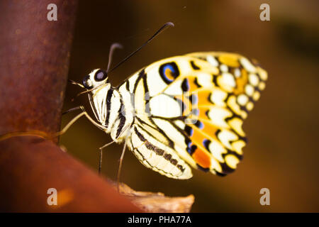 Neue Schmetterling hängt sich nach dem Ausscheiden aus seinem Kokon am Ende ihre Verwandlung von der Raupe. Stockfoto