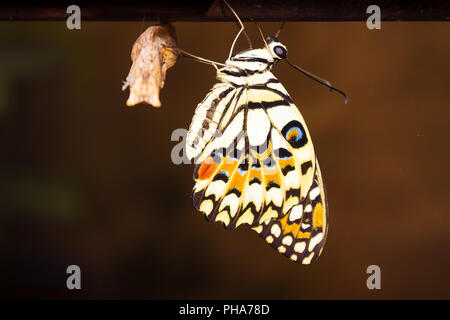 Neue Schmetterling hängt sich nach dem Ausscheiden aus seinem Kokon am Ende ihre Verwandlung von der Raupe. Stockfoto