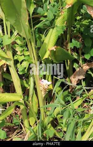 Mauritius, curcuma Anlage mit Blume, Curcuma longa Stockfoto