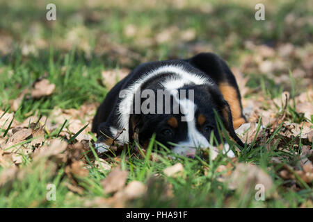 Mehr Schweizer Sennenhund Welpen Stockfoto