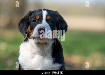 Mehr Schweizer Sennenhund Welpen Stockfoto