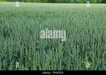 Weizen (Triticum Aestivum) Stockfoto