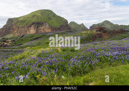 Lupine Feld auf Lava, Vulkan Eldfell, Island Stockfoto