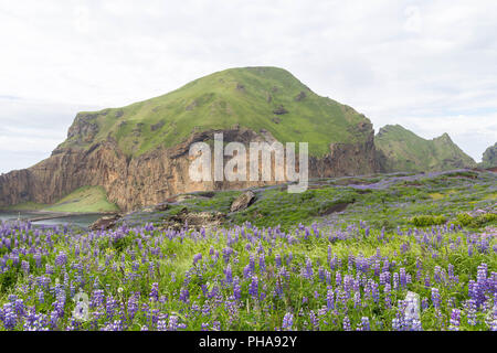 Lupine Feld auf Lava, Vulkan Eldfell, Island Stockfoto