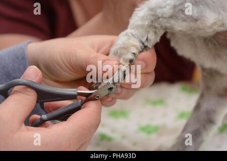 Weißer Hund geschnitten zu klauen - close-up Stockfoto