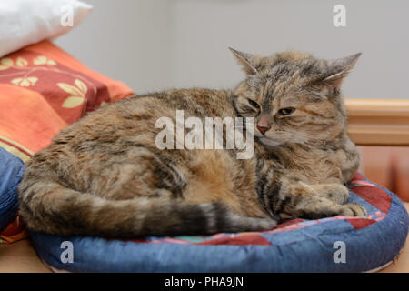 Graue Katze liegt aufmerksam in einem Cat bed Stockfoto