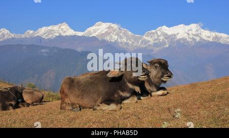 Wasserbüffel Babys in Ghale Gaun und Manaslu Bereich Stockfoto