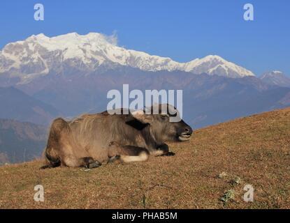 Wasserbüffel Baby und Berg der Manaslu Bereich Stockfoto