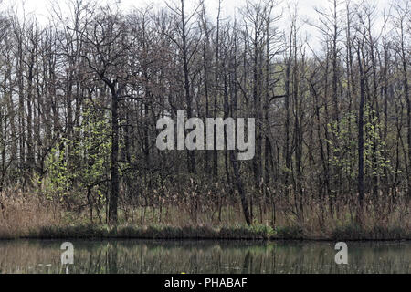 Baum auf einem kleinen See im Frühling. Stockfoto