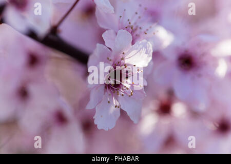 Blumen von Red Cherry Plum (Prunus cerasifera) Stockfoto