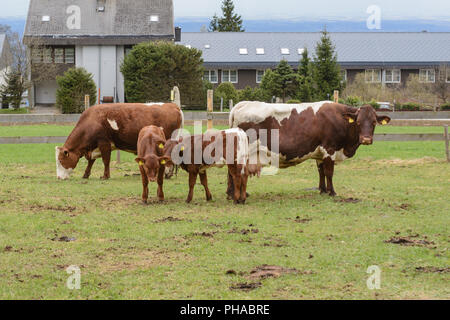 Rinder und Kälber auf der Weide eingezäunt mit Holz Zaun Stockfoto