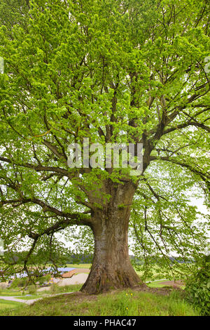 Wipfel der alten Linde Stockfoto