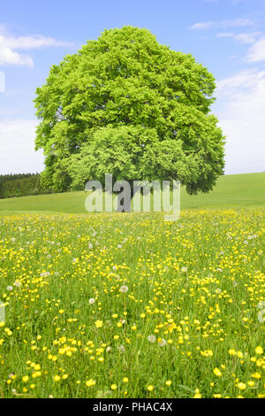 Große, alte und einzelne Buche am Frühling in der Wiese Stockfoto