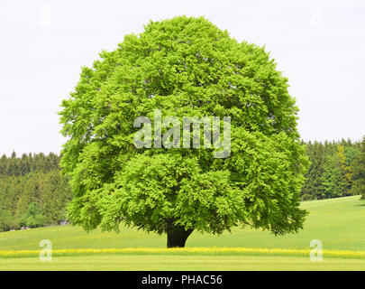 Große, alte und einzelne Buche am Frühling in der Wiese Stockfoto