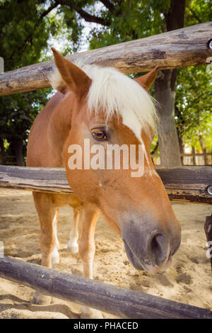 Pferd mit Blick auf die Kamera über Zaun Stockfoto