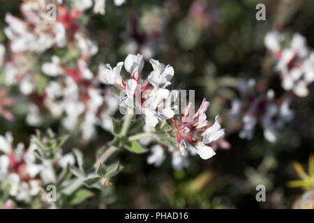 Kanarische Klee (Dorycnium hirsutum) Stockfoto