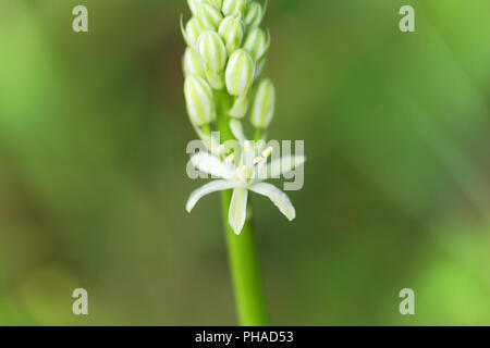 Preußische Spargel (Ornithogalum pyrenaicum) Stockfoto