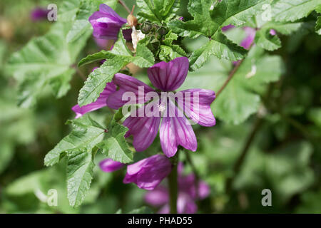 Makro Foto von einem kretischen Malve (Lavatera Cretica) Stockfoto