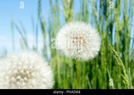 Löwenzahn Flaum. Löwenzahn ruhigen abstrakte closeup Kunst Hintergrund Stockfoto