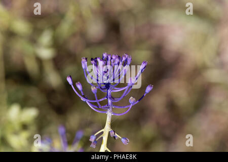 Detail einer Quaste Hyazinthe Blüte (Muscari comosum). Stockfoto