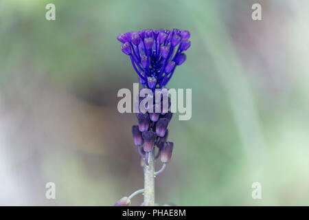 Detail einer Quaste Hyazinthe Blüte (Muscari comosum). Stockfoto