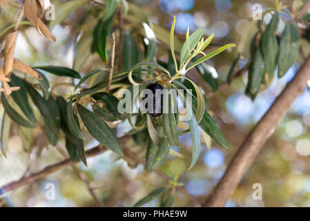 Oliven am Baum Stockfoto