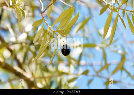 Oliven am Baum Stockfoto