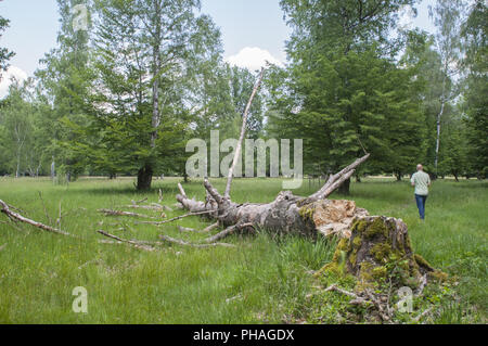 Historische woodland Weide in der Nähe Waldenburg, Deutschland Stockfoto