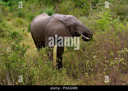 Elefant Beweidung in Lake Manyara National Park Stockfoto