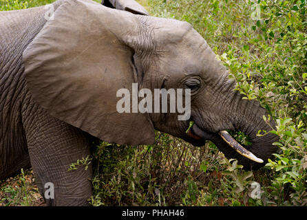 Elefant Beweidung in Lake Manyara National Park Stockfoto