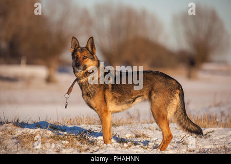 Deutscher Schäferhund im Winter Stockfoto